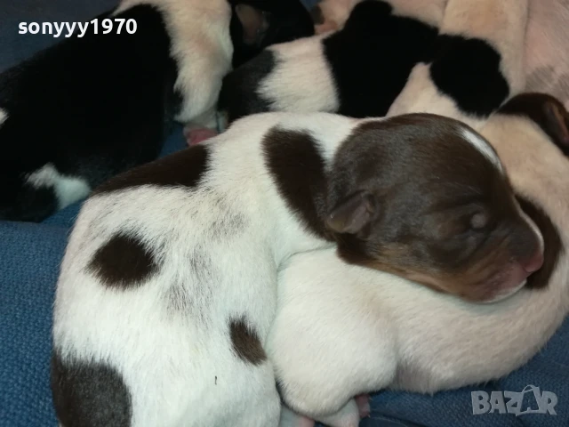 ДЖАК РЪСЕЛ-БЕБЕТА ПО 250ЛВ 1508251800, снимка 17 - Джак ръсел териер - 51378172