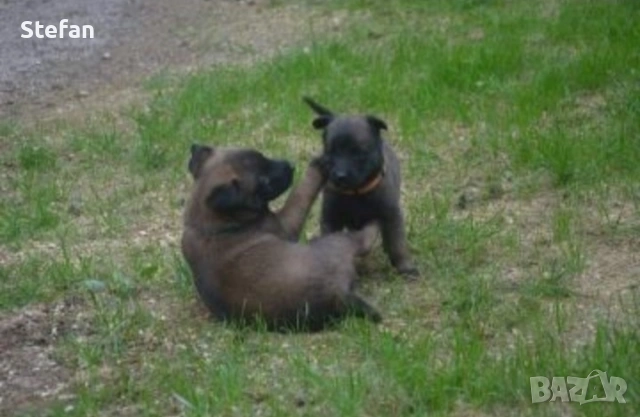 Белгийски овчарка-Малиноа