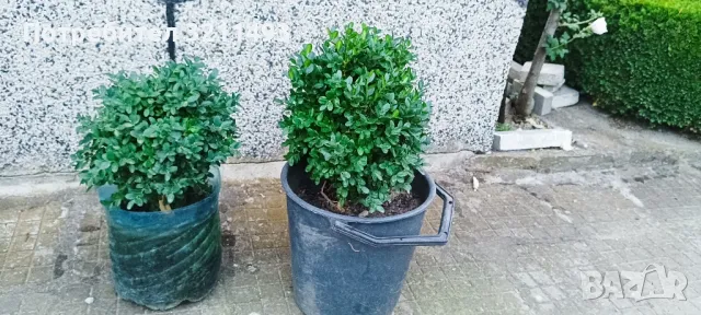 Продавам чашкодрян, салвия, алое,чемшир ,делосперма, снимка 7 - Градински цветя и растения - 34722969