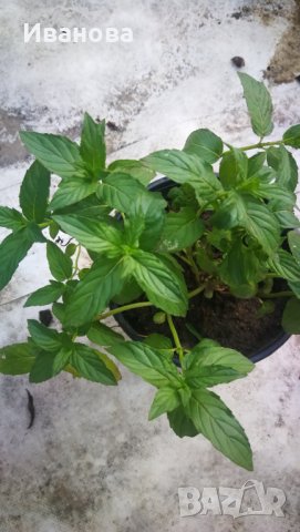 Джоджен, гьозум, , снимка 2 - Градински цветя и растения - 37004450