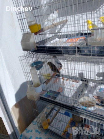 Продава мъжки Орфей по50лв.женски по40лв.