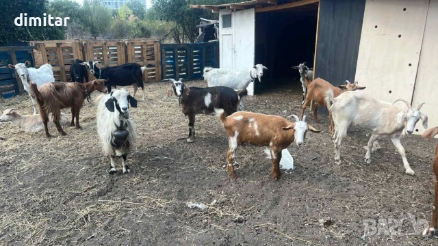 Ярета женски почти 6 бр всички заедно 1200лв