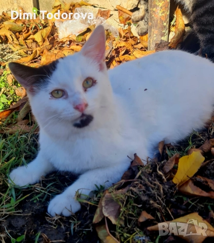 ✨ Сеньор и Тайгър търсят своя дом ✨, снимка 4 - Други - 52284340