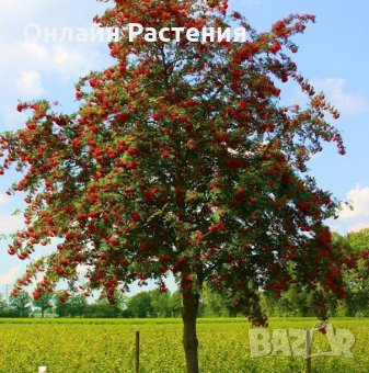 Офика - Sorbus aucuparia, снимка 3 - Градински цветя и растения - 27628404