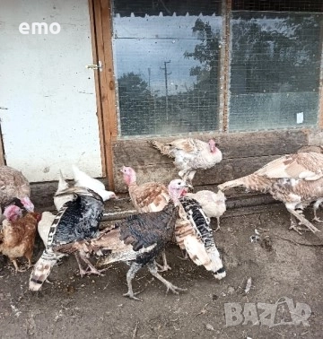 Продавам домашни селски пуйки  8 броя добре гледани домашни пуйки, отглеждани в естествени условия н, снимка 2 - Кокошки и пуйки - 52376661