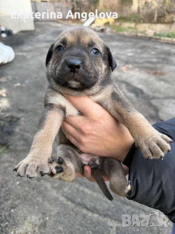 Малки кученца, снимка 4 - Питбул - 52839312