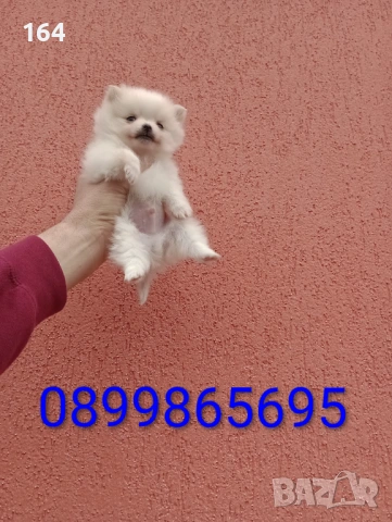 Миниатюрно мини момче. Померанче. Реални снимки от 13.02.26 г. , снимка 3 - Померан - 53426538