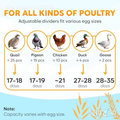 Okkobi M12 автоматичен инкубатор за 12–24 яйца с 360° изглед, снимка 6 - Други стоки за животни - 53097514