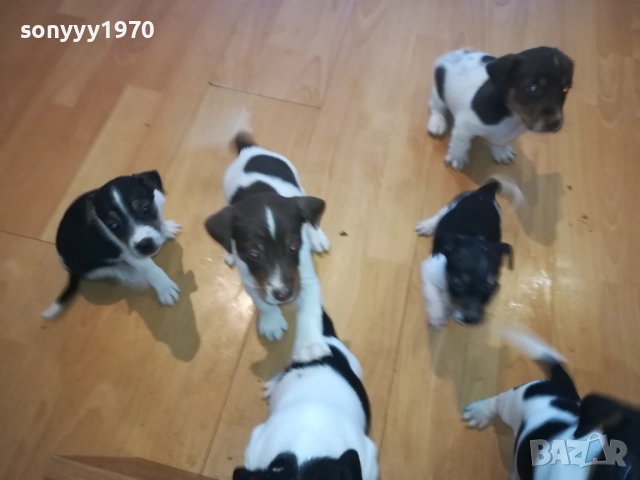 КУЧЕНЦА ДЖАК РЪСЕЛ 250ЛВ ЗА БРОЙ 1510251740, снимка 12 - Джак ръсел териер - 52065544