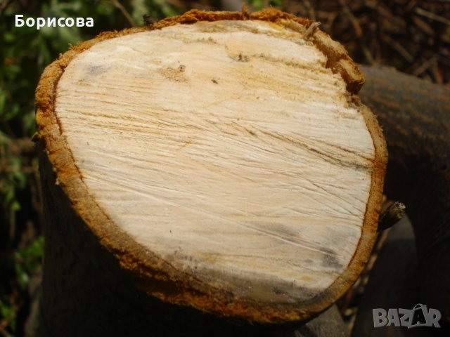 Подарявам дървен материал - и орехови фиданки в Княжево, снимка 1 - Други - 32786587