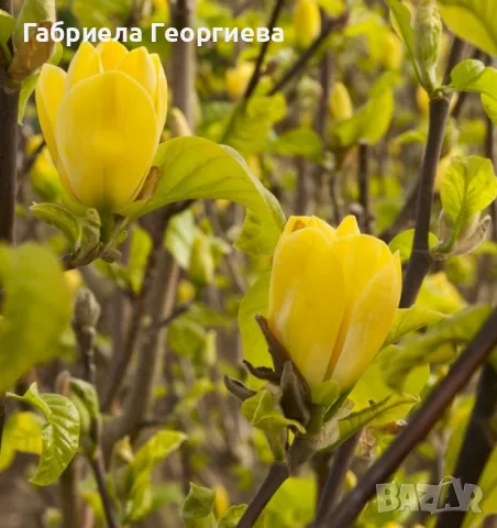 Магнолия жълта 