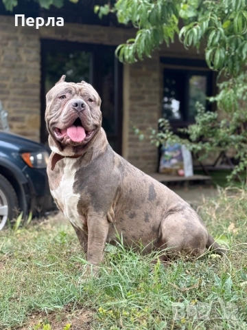 Американско Були ХЛ за разплод, снимка 5 - Други - 48276659