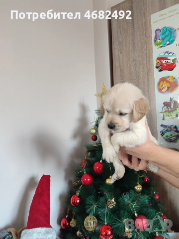 Голдън ретривър , снимка 7 - Голдън ретривър - 52794312