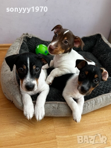 ДЖАК РЪСЕЛ ТЕРИЕР-ЖЕНСКО 1БР 0111251804, снимка 2 - Джак ръсел териер - 52257338