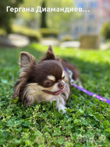 продавам мини чихуахуа , снимка 10 - Чихуахуа - 53429122