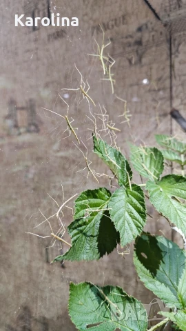 Анамска пръчка , снимка 4 - Други - 51379934