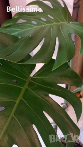 Филодендрон Монстера Делициоза , снимка 2 - Стайни растения - 38745036