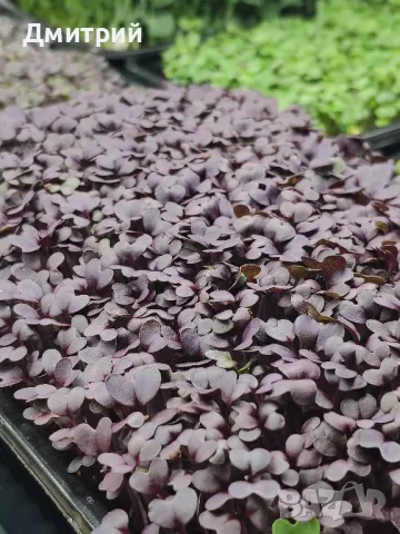 Микрорастения в наличност и по поръчка. Бургас., снимка 7 - Хранителни добавки - 49371741
