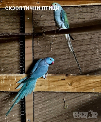 Продавам двойка М. Александри , снимка 6 - Папагали - 52528241