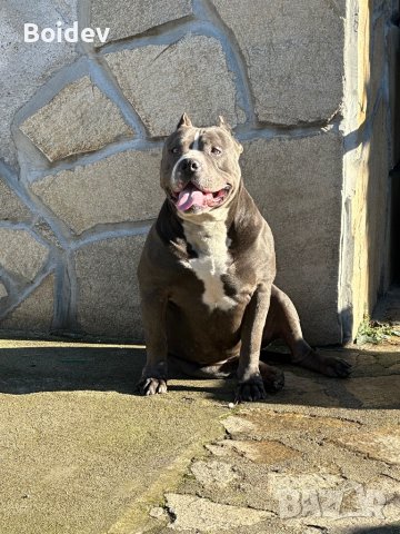 Американско були ХL ABKC си търси приятелка, снимка 10 - Други - 38081612