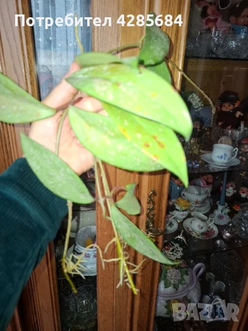 хоя пубикалукс /пепел от рози тъмна /, снимка 13 - Стайни растения - 50045816