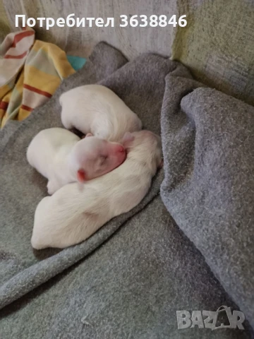 мини малтийска болонка(теакъп), снимка 3 - Болонка - 50465675