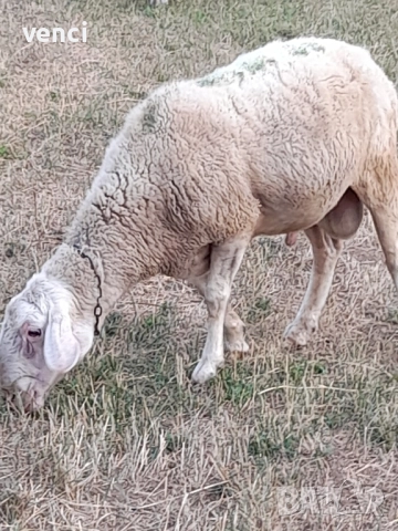 Продавам млад Овен Асаф, снимка 2 - Овце - 52215099