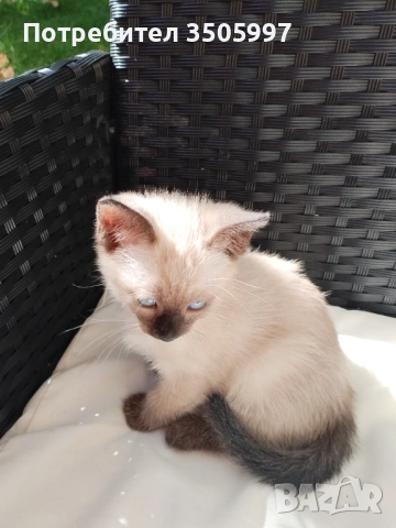 Продавам котенце сиамче, снимка 1
