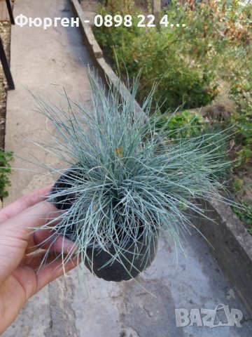 Фестука, синя трева / Festuca glauca, снимка 2 - Разсади - 43792206