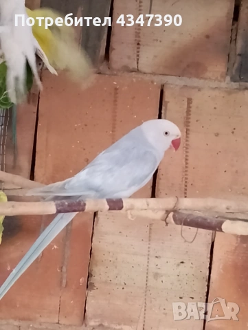 Малък Александър женски, снимка 4 - Папагали - 53504454