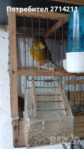 Канарчета , снимка 2 - Канари - 47907875