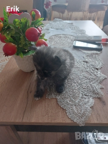 kuceta pomeran momceta