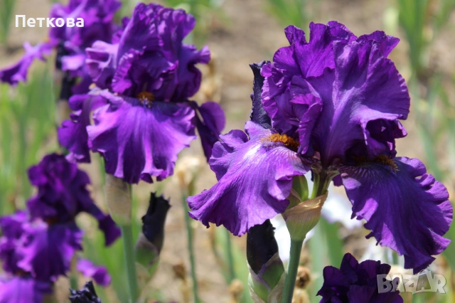 Сортови ириси , снимка 17 - Градински цветя и растения - 53399502