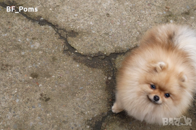 Миниатюрно момиченце померан с родословие FCI, снимка 9 - Померан - 50219721
