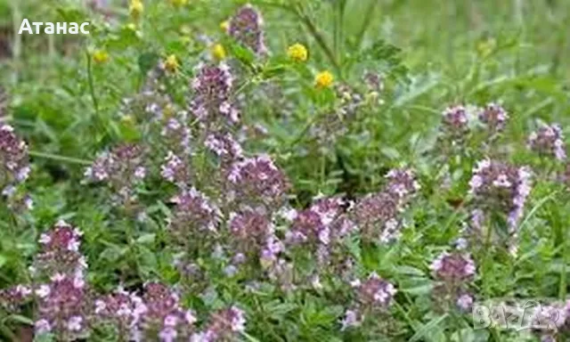 100% Чист Био пчелен мед от производител, снимка 16 - Пчелни продукти - 28929399