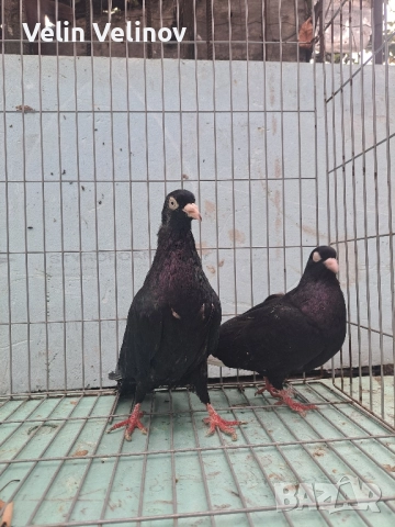 червени и черни донеци . , снимка 3 - Гълъби - 51869118