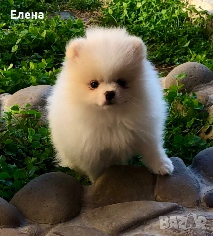Померанчета, снимка 5 - Померан - 52631209