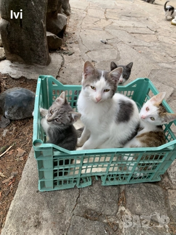Подарявам малки котета