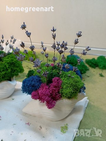 Малки керамични кашпи Раковина със скандинавски мъх, снимка 5 - Декорация за дома - 36512001