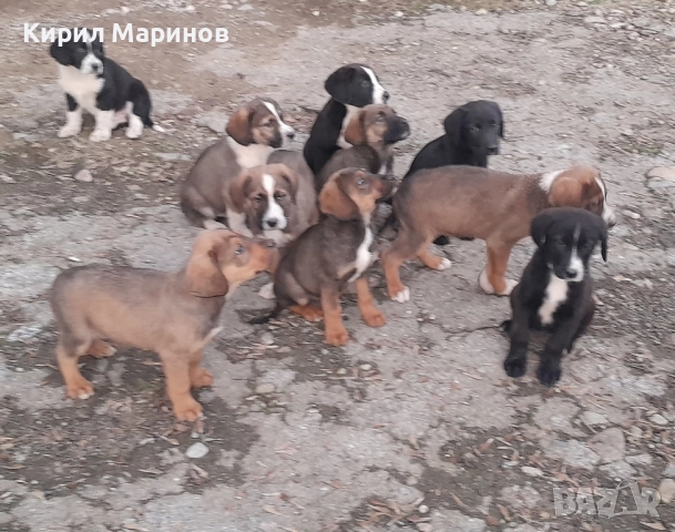 Подаряват се 10 броя кучета, снимка 2 - Други - 52815716