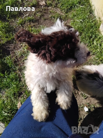 Продавам кученца лагото романьоло, снимка 7 - Други - 53065220