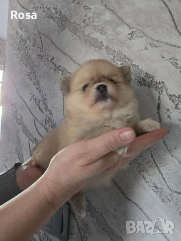 Продавам померан