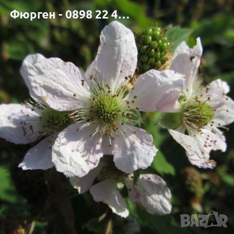   Къпина Блек Сатин -Rubus Fruticosus Black Satin, снимка 6 - Разсади - 43331002