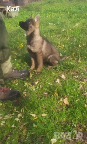 Немска овчарка,сивак