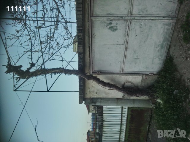 Лоза става за декорация за игра и катерене на котки , снимка 5 - Други стоки за дома - 32531302