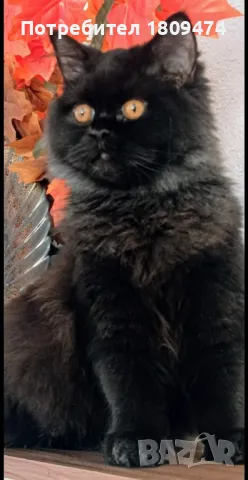 Britancheta, Shotlandski klepouhi koteta, снимка 17 - Британска късокосместа - 37322118