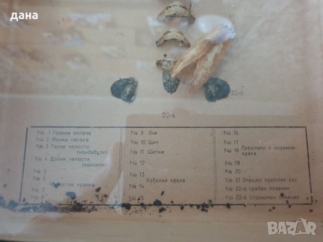 Разчленен речен рак , снимка 5 - Други ценни предмети - 33483927