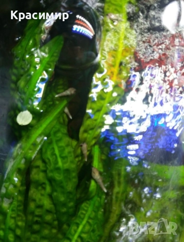 Аквариумни охлюви Мелания 10 бр, снимка 3 - Рибки - 52406346