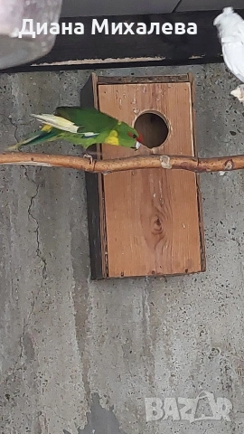 Какарики , снимка 5 - Папагали - 53227667