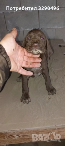 Малки курцхаари , снимка 2 - Курцхаар - 52939221